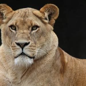 Meet your Posher, Oso